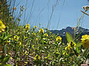 Wildflowers on Granite Park trail