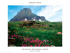 Logan Pass with wildflowers poster